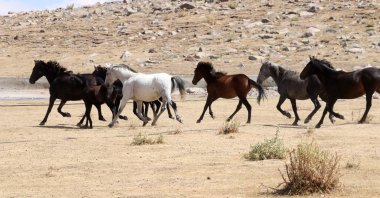 Wild horses, known as “yılkı atları,” run on the slopes of Mount Erciyes in central Türkiye, Oct. 16, 2025. (AA Photo)