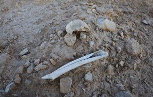 A bone fragment that experts say is likely part of a human leg, lies on the surface of the mass grave in the desert near the town of Dhumair, Syria, Sept. 9, 2025. (Reuters Photo)
