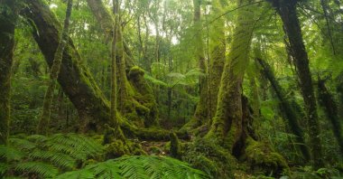 Australia&#039;s tropical rainforests are among the first in the world to start emitting more carbon dioxide than they absorb, linking the "very concerning" trend to climate change. (Shutterstock Photo)