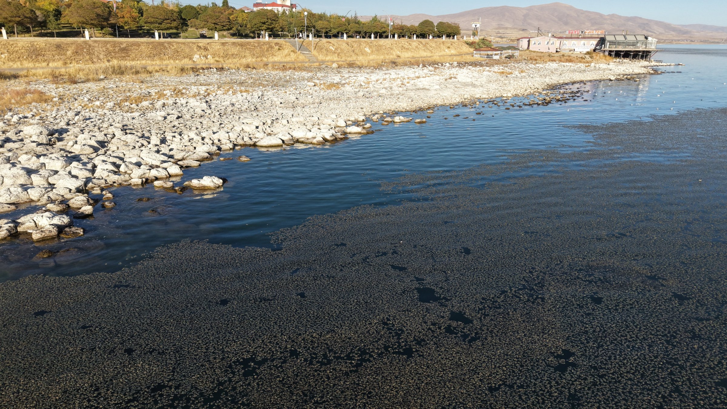 Dense algae covers the shoreline of Lake Van, highlighting the lake’s pollution challenges, Erciş, Türkiye, Oct. 22, 2025. (AA Photo)