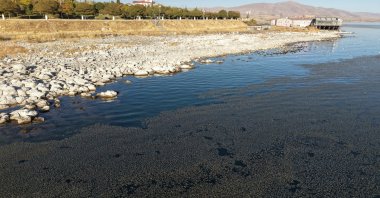 Dense algae covers the shoreline of Lake Van, highlighting the lake’s pollution challenges, Erciş, Türkiye, Oct. 22, 2025. (AA Photo)