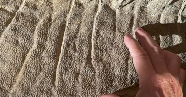 This image provided by the University of Chicago shows the scaly skin of a young mummified dinosaur found in Wyoming.  (Tyler Keillor/University of Chicago via AP)