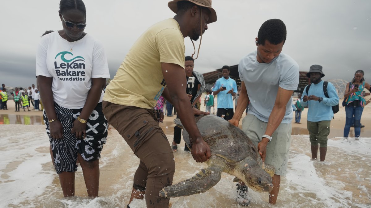Wildlife conservationist Chinedu Mogbo (C) releases an endangered sea turtle, that was rescued from fishermen, into the Atlantic Ocean, Lagos, Nigeria, Oct. 18, 2025, (AP Photo)