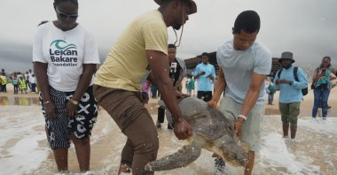 Wildlife conservationist Chinedu Mogbo (C) releases an endangered sea turtle, that was rescued from fishermen, into the Atlantic Ocean, Lagos, Nigeria, Oct. 18, 2025, (AP Photo)