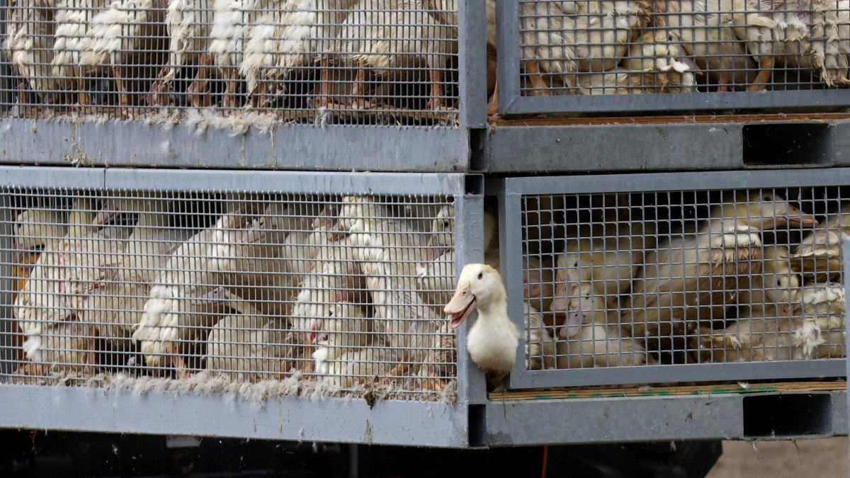 Ducks to be culled are moved on a duck farm in Neuhardenberg, following the outbreak of the highly contagious bird flu among cranes at a gathering place for migratory birds, in the federal state of Brandenburg, Germany, Oct. 26, 2025. (Reuters Photo)