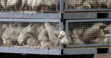 Ducks to be culled are moved on a duck farm in Neuhardenberg, following the outbreak of the highly contagious bird flu among cranes at a gathering place for migratory birds, in the federal state of Brandenburg, Germany, Oct. 26, 2025. (Reuters Photo)