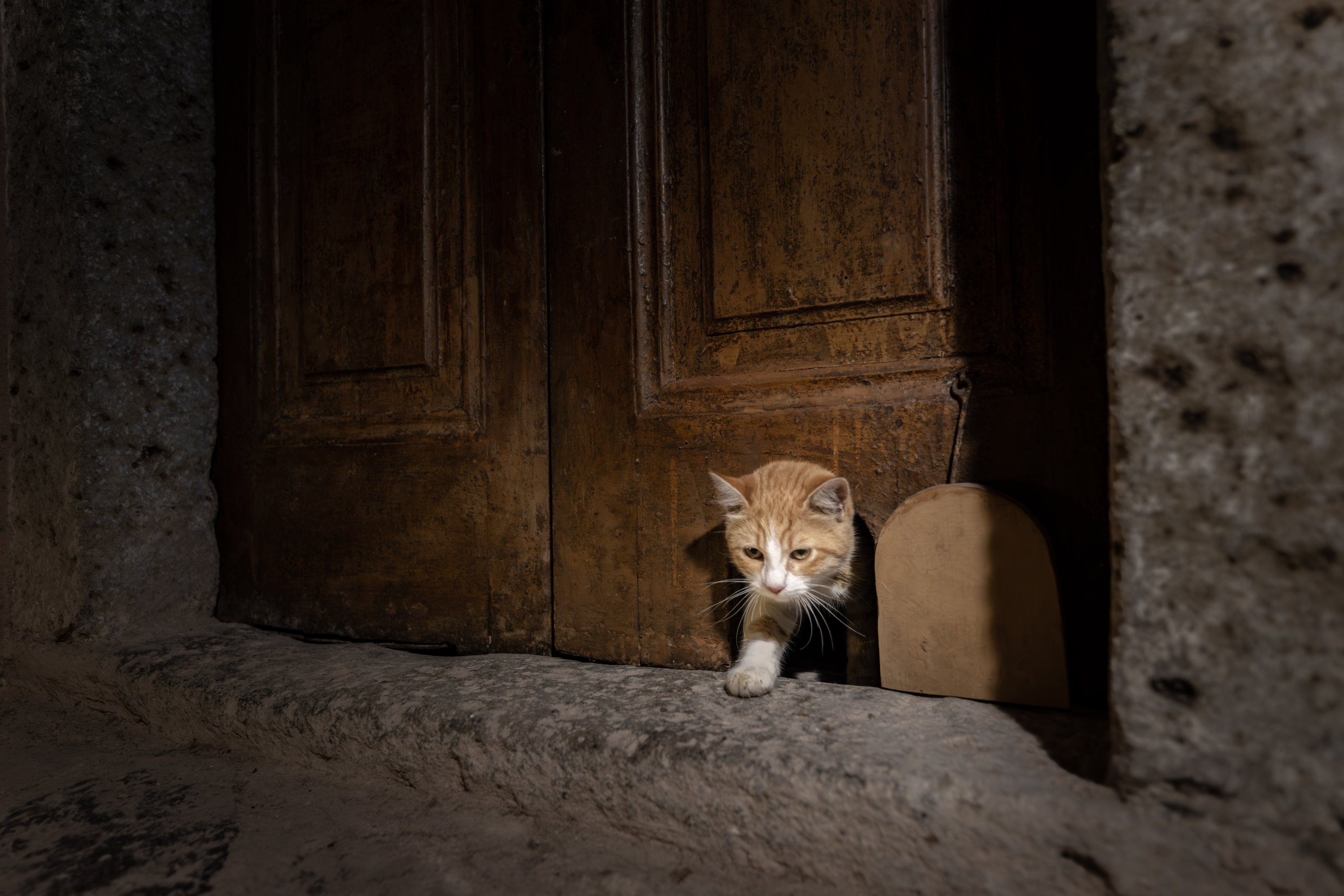 Another cat enters through the restored door in the Karaağalar Quarters of Topkapı Palace’s Harem, Istanbul, Türkiye, Oct. 23, 2025. (AA Photo)