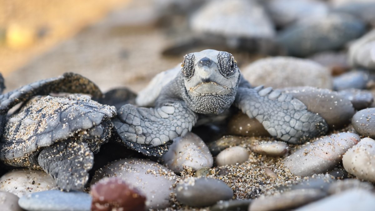 Sea turtle hatchlings move toward the sea at Iztuzu Beach, Ortaca district, Muğla, Türkiye, Oct. 3, 2025. (DHA Photo)