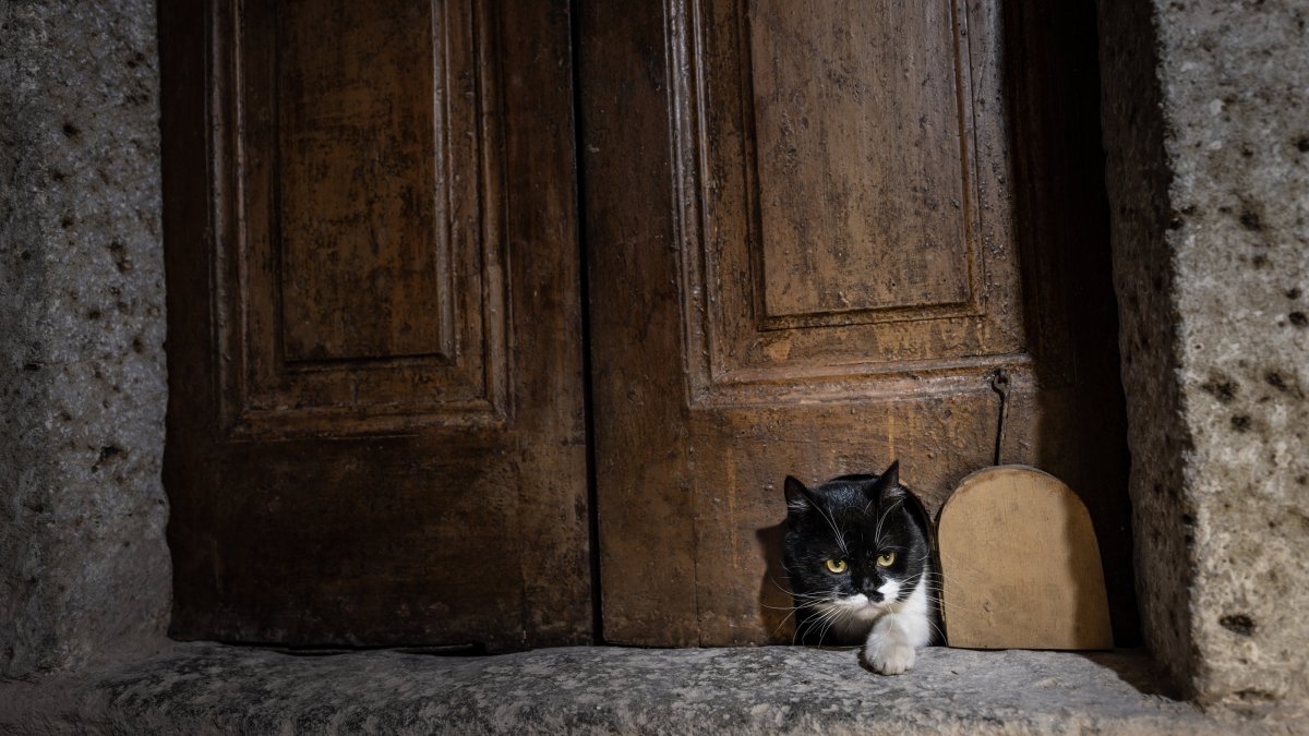 &quot;Şerbet,&quot; &quot;Mülayim’s&quot; granddaughter, enters the restored cat door in Topkapı Palace’s Harem, Istanbul, Türkiye, Oct. 23, 2025. (AA Photo)
