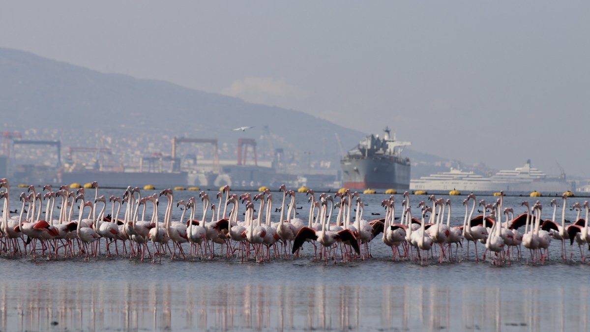 Flamingos return to the bay, signaling the area’s ecological recovery after the sediment cleanup project in Izmit, Kocaeli, Türkiye, Oct. 16, 2025. (AA Photo)