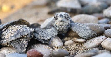 Sea turtle hatchlings move toward the sea at Iztuzu Beach, Ortaca district, Muğla, Türkiye, Oct. 3, 2025. (DHA Photo)