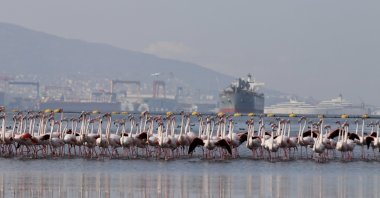 Flamingos return to the bay, signaling the area’s ecological recovery after the sediment cleanup project in Izmit, Kocaeli, Türkiye, Oct. 16, 2025. (AA Photo)