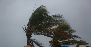 Palm trees are shaken by the wind, ahead of Hurricane Melissa at Hellshire Beach, Hellshire, Jamaica, Oct. 26, 2025. (Reuters Photo)