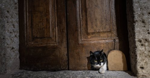 "Şerbet," "Mülayim’s" granddaughter, enters the restored cat door in Topkapı Palace’s Harem, Istanbul, Türkiye, Oct. 23, 2025. (AA Photo)