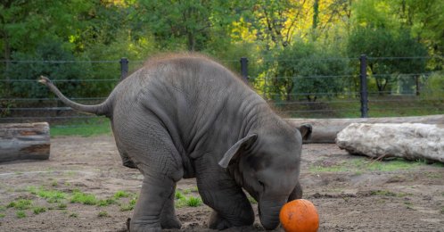 An elephant calf, Tula-Tu, plays with a pumpkin, as the Oregon Zoo celebrates Halloween during the 27th annual Squishing of the Squash, Portland, Oregon, U.S., Oct. 16, 2025. (Reuters Photo)