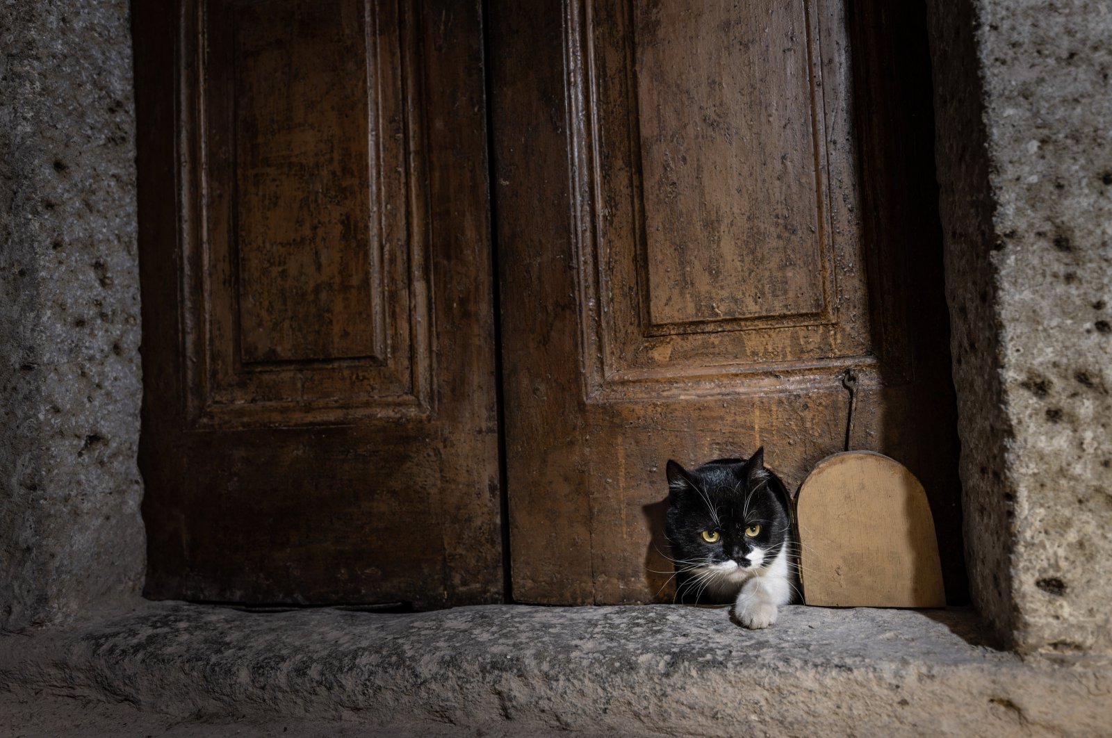 Η «Σερμπέ», εγγονή του «Μουλαΐμ», μπαίνει από την αναπαλαιωμένη πόρτα της γάτας στο χαρέμι ​​του παλατιού Τοπ Καπί, Κωνσταντινούπολη, Τουρκία, 23 Οκτωβρίου 2025. (Φωτογραφία AA)