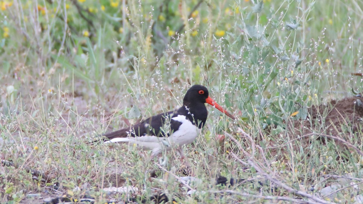 Rare oystercatcher from Türkiye migrates across 8 countries