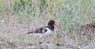The satellite-tagged oystercatcher rests on the ground, Iğdır, Türkiye, Oct. 29, 2025. (AA Photo)