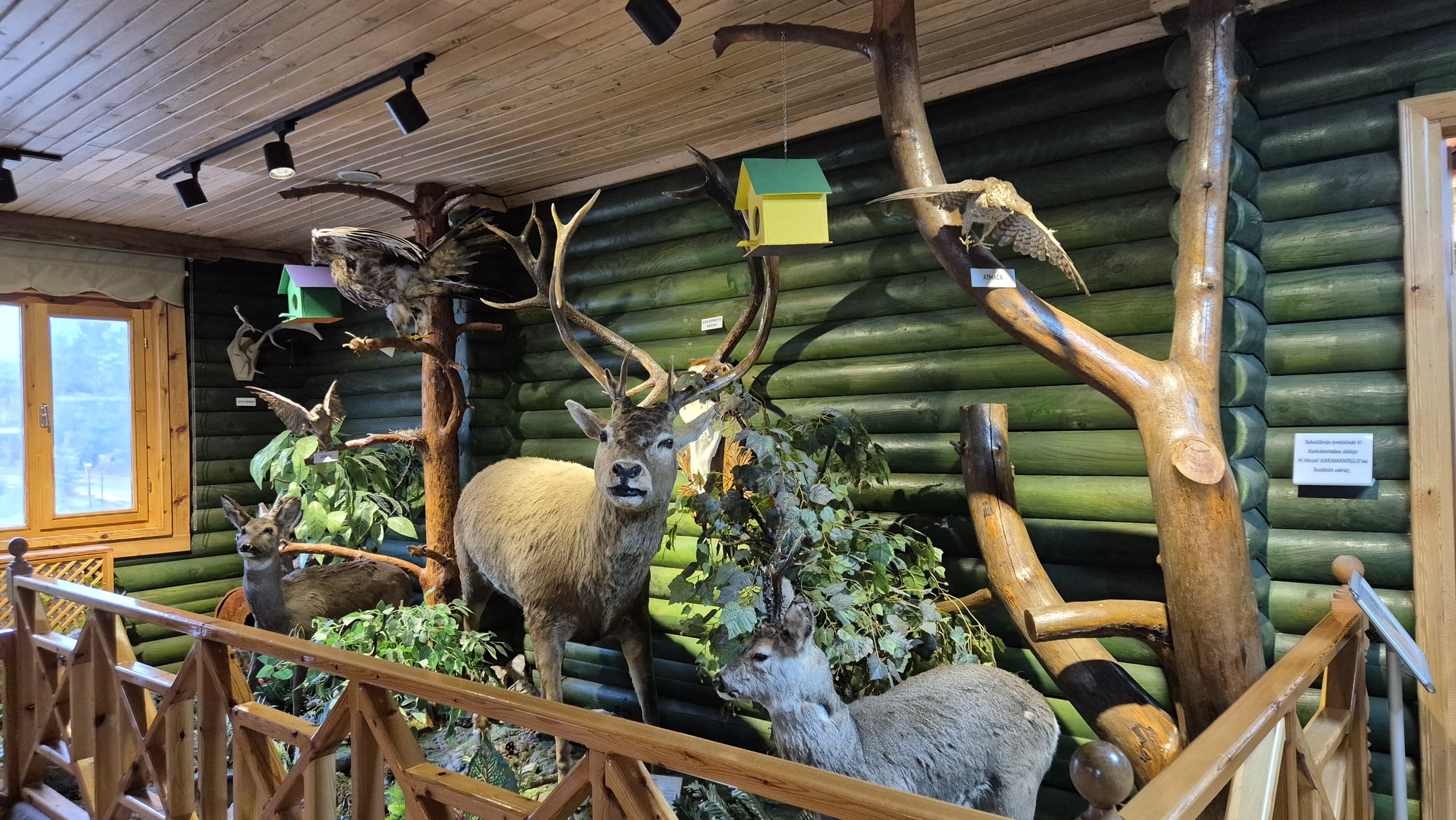 Animales disecados del hábitat natural de Bolu en exhibición en el Museo de Vida Silvestre, Lago y Parque Nacional Abant, Bolu, norte de Türkiye, 19 de octubre de 2025. (Foto de Ayşe Sena Aykın)