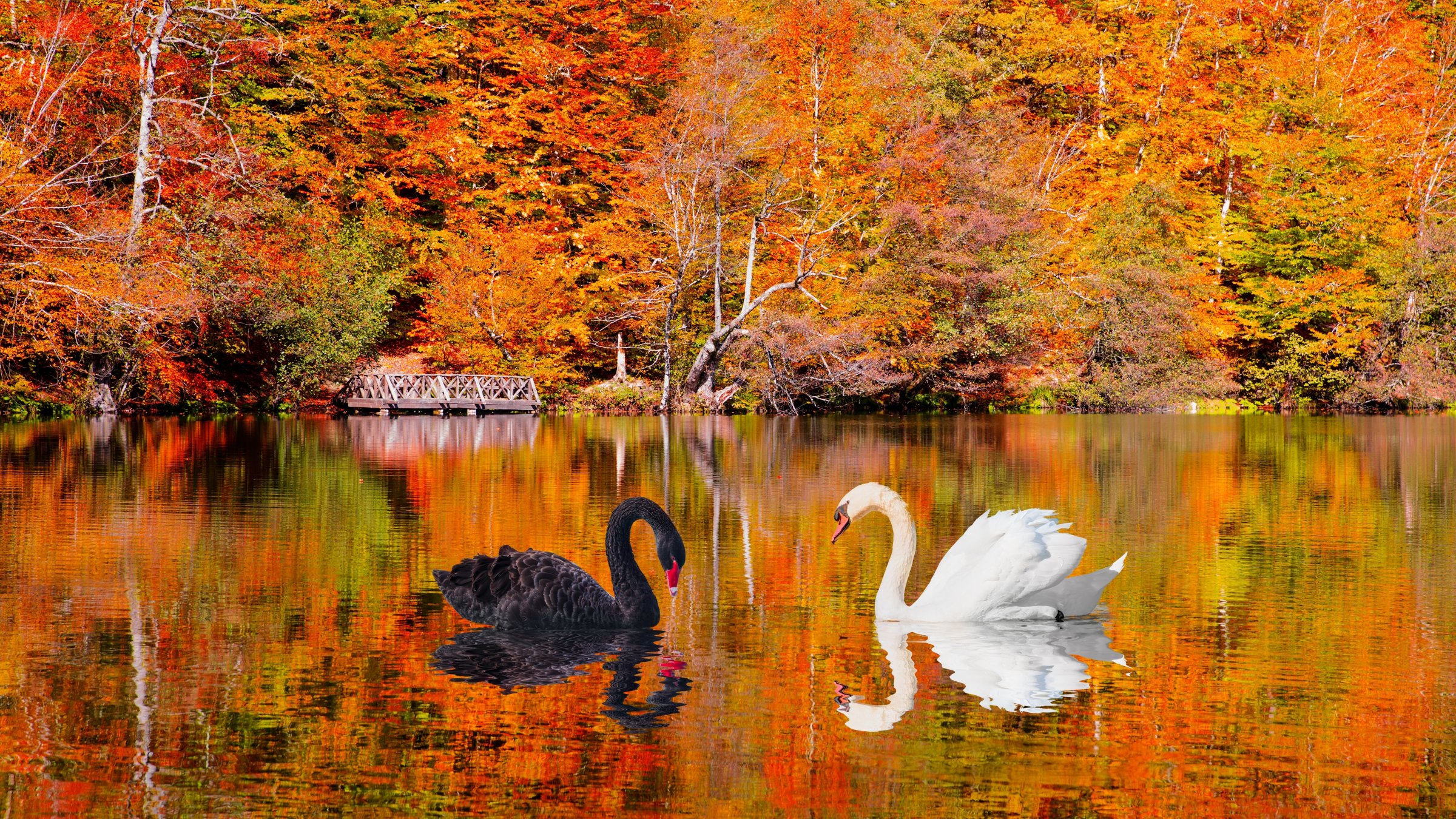 Swans on a lake in Yedigöller National Park, Bolu, northern Türkiye. (Shutterstock Photo)