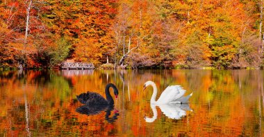 Swans on a lake in Yedigöller National Park, Bolu, northern Türkiye. (Shutterstock Photo)