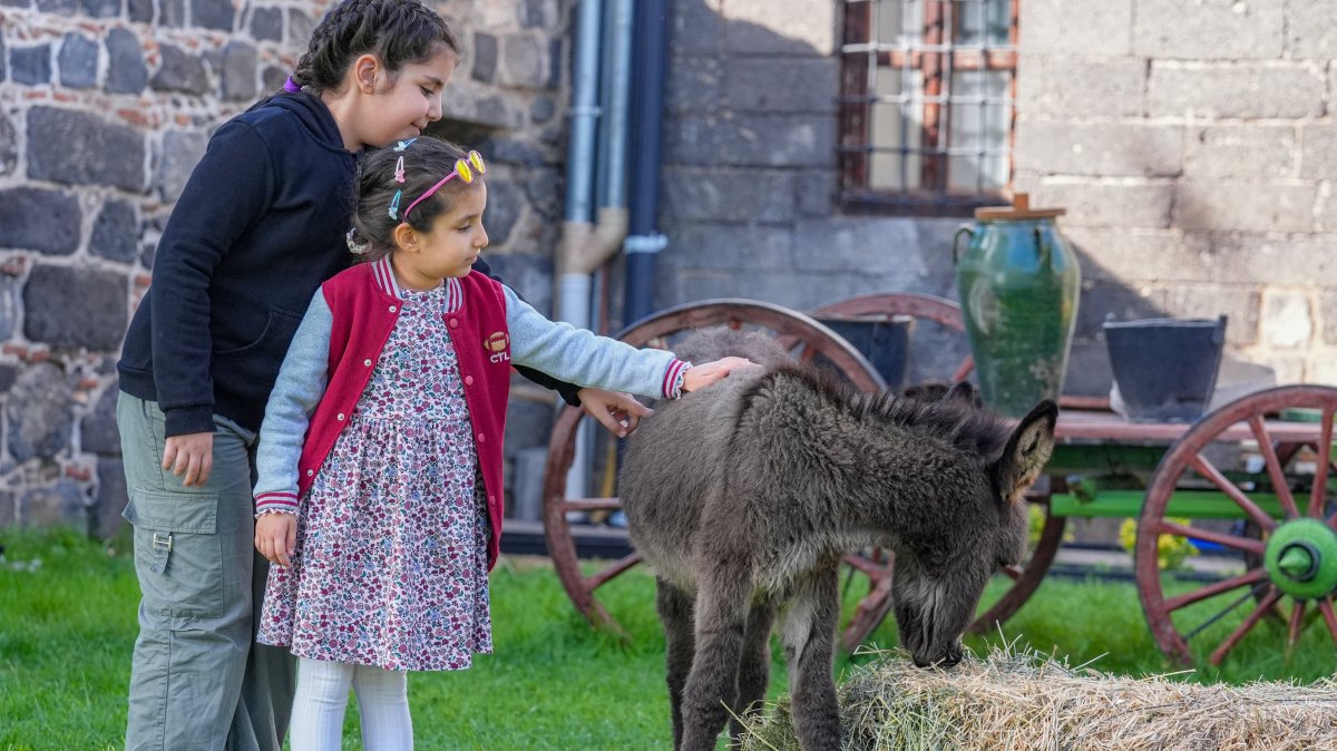 Meet newest resident of Turkish museum: 'Midas,' playful foal
