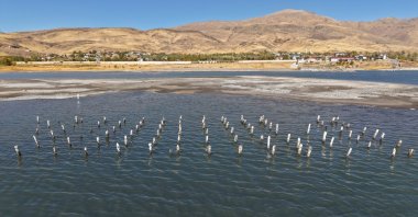 Century-old wooden pier supports emerge as Lake Van’s water level drops in Muradiye, Türkiye, Nov. 3, 2025. (AA Photo) 