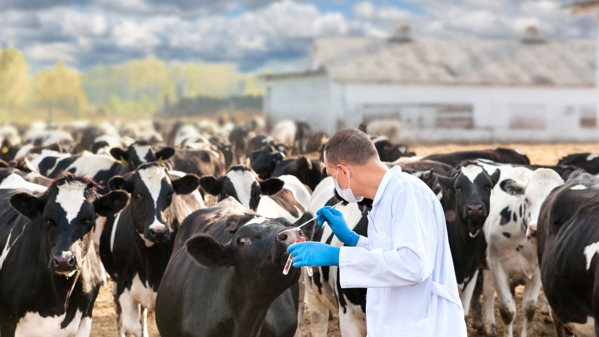 A veterinarian inspects cattle as part of nationwide vaccination and monitoring efforts to contain foot-and-mouth disease. (Shutterstock Photo) 