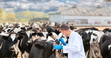 A veterinarian inspects cattle as part of nationwide vaccination and monitoring efforts to contain foot-and-mouth disease. (Shutterstock Photo) 