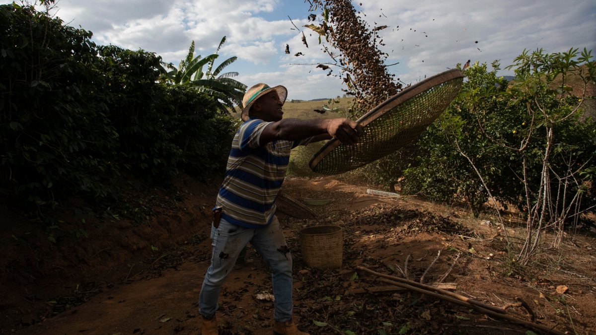 Coffee producer Jose Natal da Silva sifts coffee beans on his farm in Porciuncula, Rio de Janeiro state, Brazil, July 17, 2025. (AP Photo)