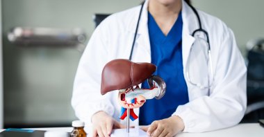 A doctor shows a model of the human liver while explaining transplantation procedures. (Shutterstock Photo) 