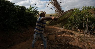 Coffee producer Jose Natal da Silva sifts coffee beans on his farm in Porciuncula, Rio de Janeiro state, Brazil, July 17, 2025. (AP Photo)
