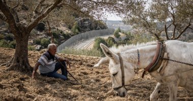 A Palestinian sits under an olive tree as a donkey pulls a plow on a small field next to the separation wall in Al-Walajah, occupied West Bank, Palestine, Nov. 4, 2025. (AFP Photo)