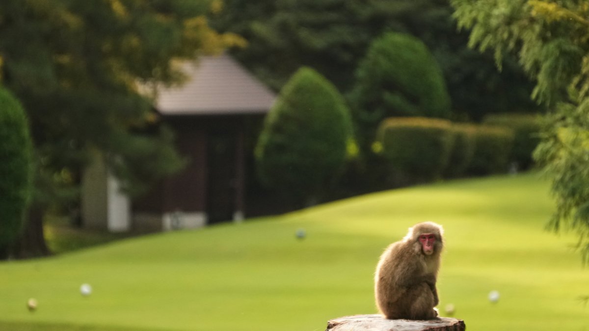 A monkey rests on a stump at a golf course in Azumino, central Japan, Oct. 2, 2025. (AP Photo)