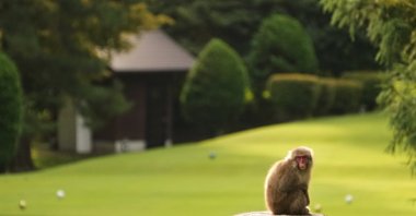 A monkey rests on a stump at a golf course in Azumino, central Japan, Oct. 2, 2025. (AP Photo)