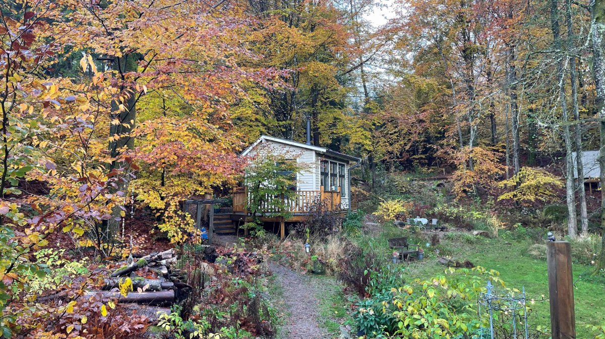 Can silence heal? Inside Sweden’s noise-free forest retreat