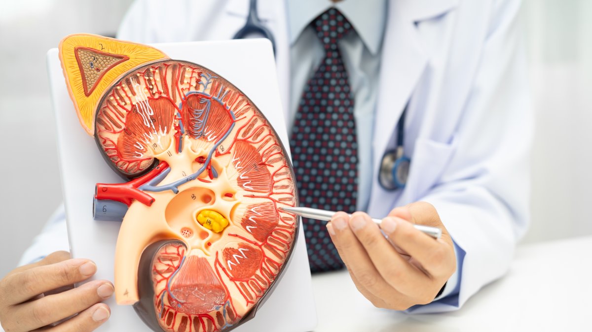 A doctor examines a human kidney model to study and treat chronic kidney disease. (Shutterstock Photo) 
