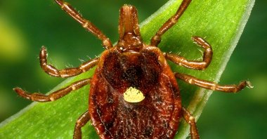 This undated photo provided by the U.S. Centers for Disease Control and Prevention shows a female Lone Star tick, which despite its Texas-sounding name, is found mainly in the Southeast. (AP Photo)