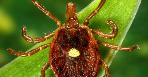 This undated photo provided by the U.S. Centers for Disease Control and Prevention shows a female Lone Star tick, which despite its Texas-sounding name, is found mainly in the Southeast. (AP Photo)