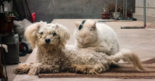 &quot;The cat was chaos. The dog was justice.&quot; (Getty Images Photo)
