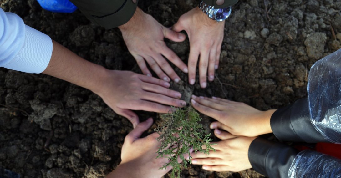 Hands plant a sapling during the National Afforestation Day event with 15,000 saplings planted in Silivri, Türkiye, Nov. 11, 2025. (AA Photo)