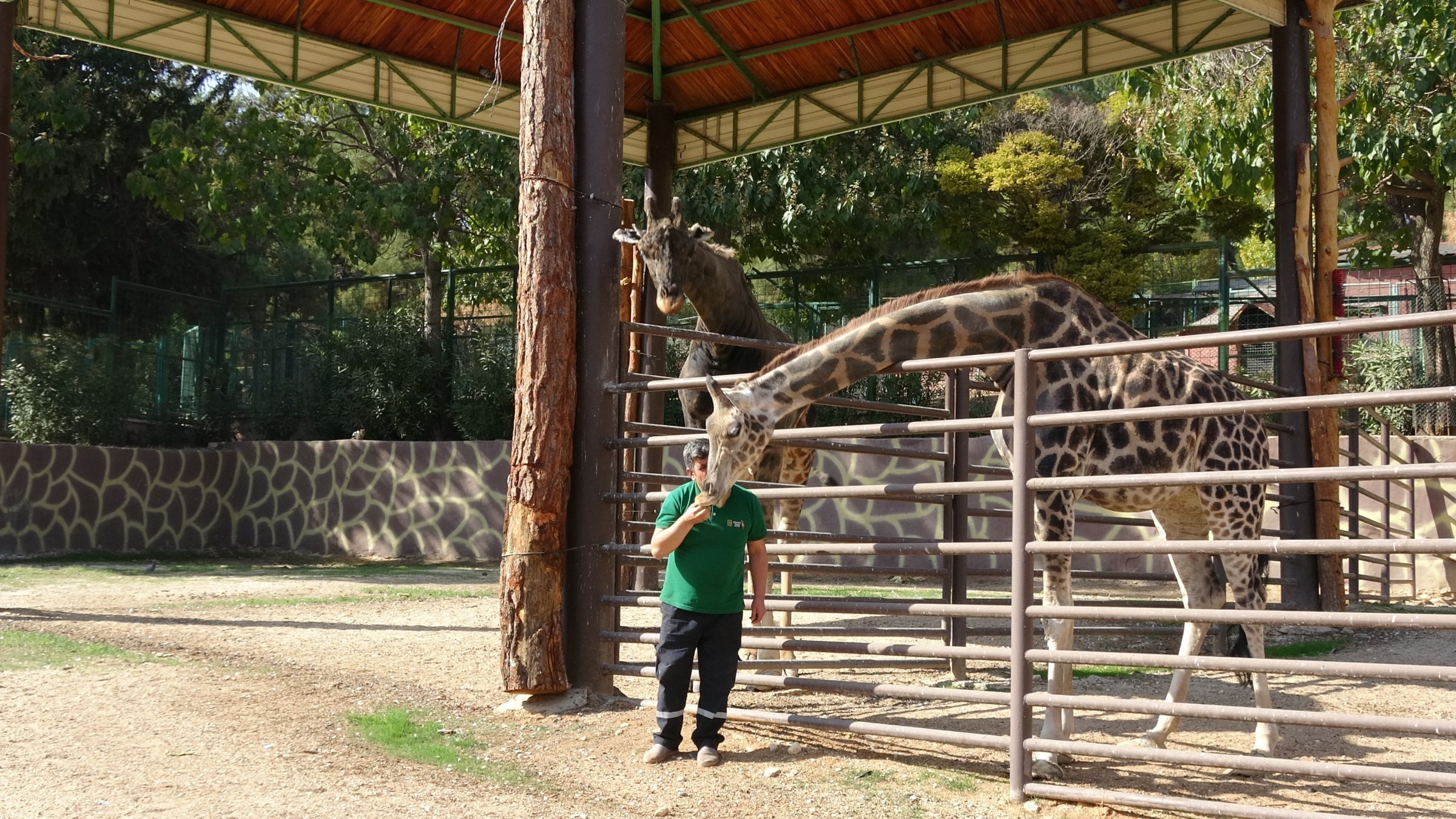 Caretaker Ali Görgel shares a close bond with the giraffes, the mascots of the world’s fourth largest zoo and Türkiye’s biggest natural life park, Gaziantep, Türkiye, Nov. 17, 2025. (IHA Photo)