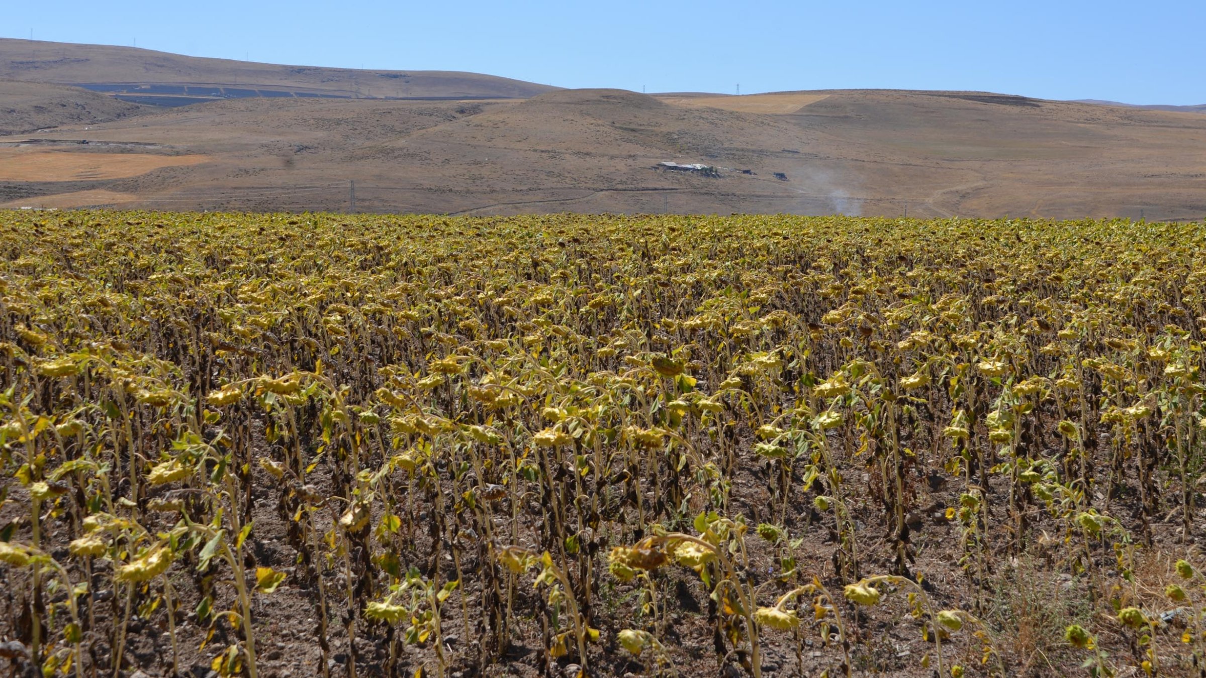 Experts warn climate change drives major declines in Türkiye’s crops | Daily Sabah – Daily Sabah
