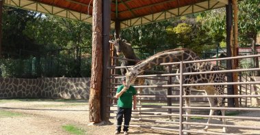Caretaker Ali Görgel shares a close bond with the giraffes, the mascots of the world’s fourth largest zoo and Türkiye’s biggest natural life park, Gaziantep, Türkiye, Nov. 17, 2025. (IHA Photo)