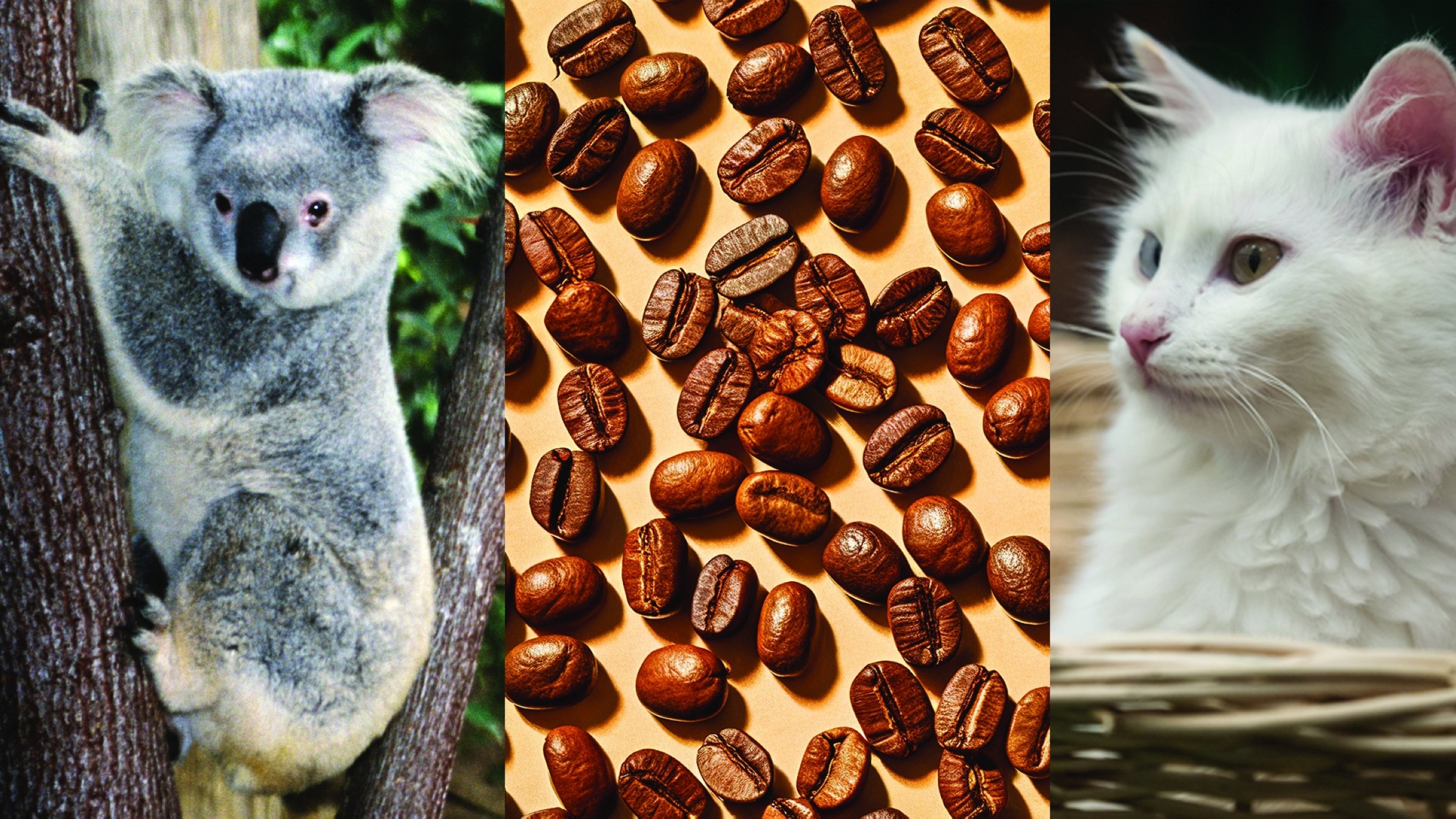 Coffee, cats, koalas, ending COP31 Australia-Türkiye feud