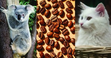 In this photo combination, a koala and a Van cat symbolize Australia and Türkiye, while coffee beans represent the two countries’ distinct coffee cultures. (Getty Images Photos)