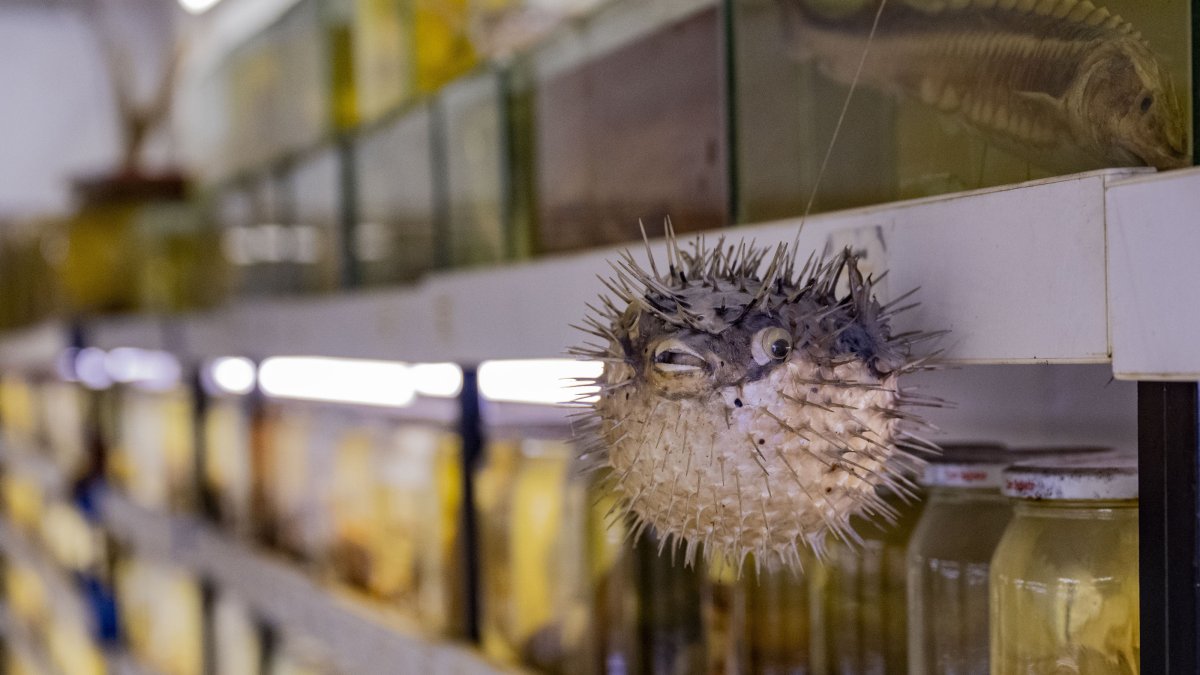 Glass-preserved specimens showcase Türkiye’s historic fish diversity across its seas, Istanbul, Türkiye, Nov. 19, 2025. (AA Photo)