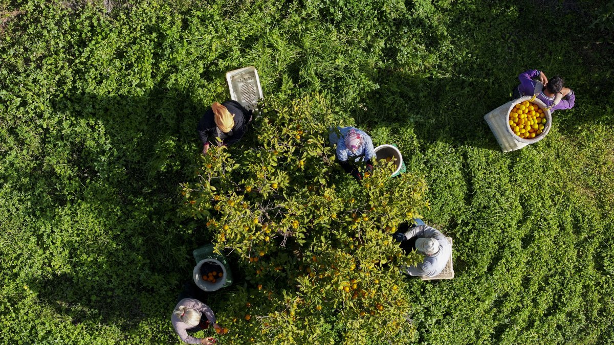 Seasonal workers harvest high-yield satsuma mandarins in orchards spanning 46,000 decares in a key agricultural center, Izmir, Türkiye, Nov. 18, 2025. (AA Photo)
