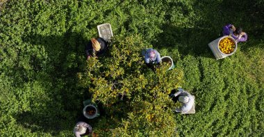 Seasonal workers harvest high-yield satsuma mandarins in orchards spanning 46,000 decares in a key agricultural center, Izmir, Türkiye, Nov. 18, 2025. (AA Photo)
