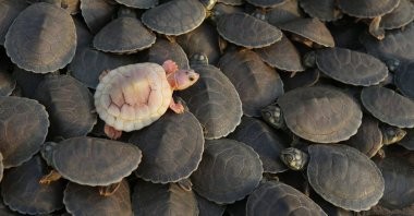 An albino turtle hatchling sits among other Arrau turtles (podocnemis expansa) ahead of their release at the Abufari Biological Reserve, in Tapaua, Amazonas state, Brazil, Nov. 17, 2025. (AP Photo)
